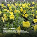Калибрахоа Superbells Double Cream (0,1л) — откуда растение: вертикальная ферма Завода ФЛОРА в Кемерово