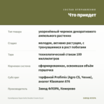 Калибрахоа Superbells Double Cream (0,1л) — что приедет
