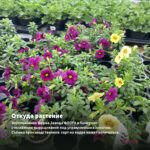 Калибрахоа Superbells Double Ruby (срезы/5шт) — откуда растение: вертикальная ферма Завода ФЛОРА в Кемерово