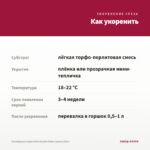 Калибрахоа Superbells Double Ruby (срезы/5шт) — как укоренить черенок