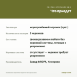 Калибрахоа Superbells Tangerine Star (срезы/5шт) — что приедет