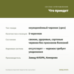 Калибрахоа Superbells Tangerine Star (срезы/5шт) — что приедет