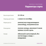 Калибрахоа Tik Tok Grape (0,1л) — параметры сорта
