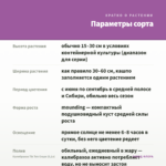 Калибрахоа Tik Tok Grape (0,1л) — параметры сорта
