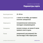 Калибрахоа TikTok Amethyst (0,1л) — параметры сорта