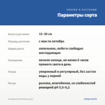 Калибрахоа TikTok Blue (0,1л) — параметры сорта