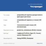 Калибрахоа TikTok Blue (0,1л) — что приедет