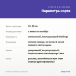 Калибрахоа TikTok Blue (срезы/5шт) — параметры сорта