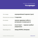 Калибрахоа TikTok Blue (срезы/5шт) — что приедет