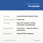 Калибрахоа TikTok Blue (срезы/5шт) — что приедет