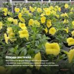 Калибрахоа Tropical Sunrise (срезы/5шт) — откуда растение: вертикальная ферма Завода ФЛОРА в Кемерово