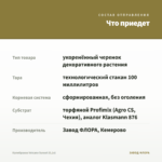 Калибрахоа Volcano Sunset (0,1л) — что приедет