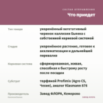 Каллизия Бьянка — что приедет