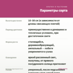 Каллизия ладьевидная (0,1л) — параметры сорта