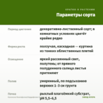 Каллизия Лонгифолия/Кордифолия (0,1л.) — параметры сорта