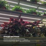 Каллизия Розовая Пантера — откуда растение: вертикальная ферма Завода ФЛОРА в Кемерово