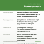 Каллизия Розовая Пантера (срезы/5шт) — параметры сорта