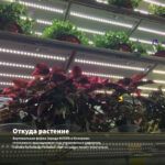 Каллизия Зеленая — откуда растение: вертикальная ферма Завода ФЛОРА в Кемерово