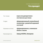 Каллизия Золотистая — что приедет