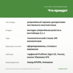 Камнеломка Земляничная (Saxifraga Stolonifera Curtis) 0,1л — что приедет