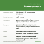 Камнеломка Земляничная (Saxifraga Stolonifera Curtis) — параметры сорта