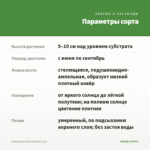 Кампанула Бали (белая) 0,1л. — параметры сорта