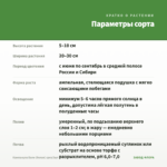 Кампанула Бали (белая) срез/3шт — параметры сорта