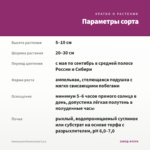 Кампанула Бали(синяя) 0,1л. — параметры сорта