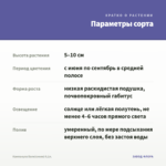Кампанула Бали(синяя) 0,1л. — параметры сорта