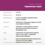Кампанула Бали (синяя) срез/3шт — параметры сорта