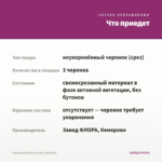 Кампанула Бали (синяя) срез/3шт — что приедет