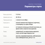 Кампанула Бали (синяя) срез/3шт — параметры сорта