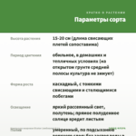 Кампанула махровая Bicolor (любовник) 0,1л — параметры сорта
