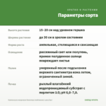 Кампанула махровая Биколор (любовник) срез/3шт — параметры сорта