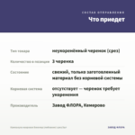 Кампанула махровая Биколор (любовник) срез/3шт — что приедет