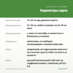 Кампанула махровая (невеста) 0,1л — параметры сорта
