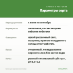 Кампанула махровая (невеста) 0,1л — параметры сорта