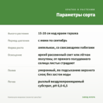 Кампанула махровая (невеста) срез/3шт — параметры сорта