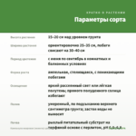 Кампанула махровая (невеста) срез/3шт — параметры сорта
