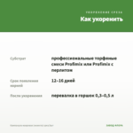 Кампанула махровая (невеста) срез/3шт — как укоренить черенок