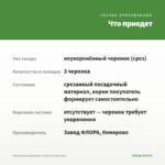Кампанула махровая (невеста) срез/3шт — что приедет