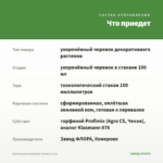 Кампанула махровая (жених) 0,1л — что приедет