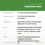 Кампанула махровая (жених) 0,1л — параметры сорта