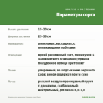 Кампанула махровая (жених) срез/3шт — параметры сорта