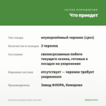 Кампанула махровая (жених) срез/3шт — что приедет