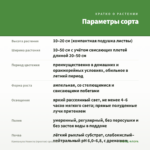 Кампанула Невеста (простая) срез/3шт. — параметры сорта