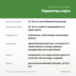 Кампанула простая Биколор (любовник) срез/3шт — параметры сорта