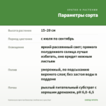 Кампанула простая Биколор (любовник) срез/3шт — параметры сорта