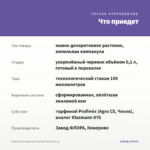 Кампанула простая Chirillo (жених) 0,1л — что приедет