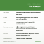 Кампанула простая (невеста) 0,1л — что приедет